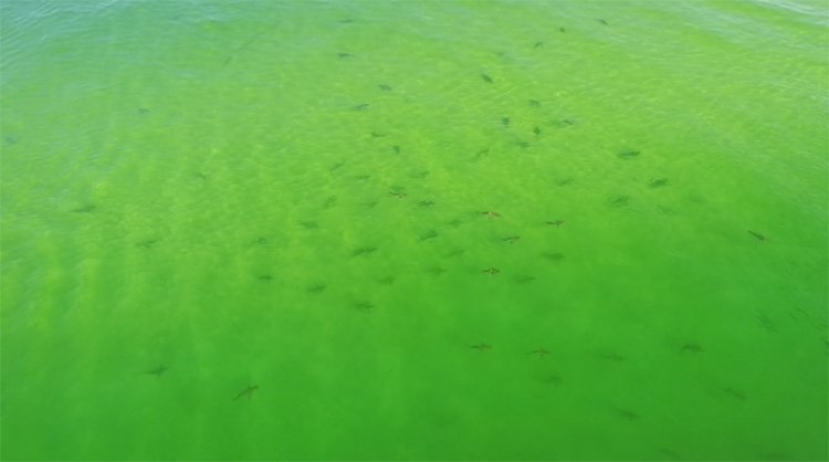 Honderden haaien gefilmd met drone tijdens het voeren Honderden haaien gefilmd met drone tijdens het voeren