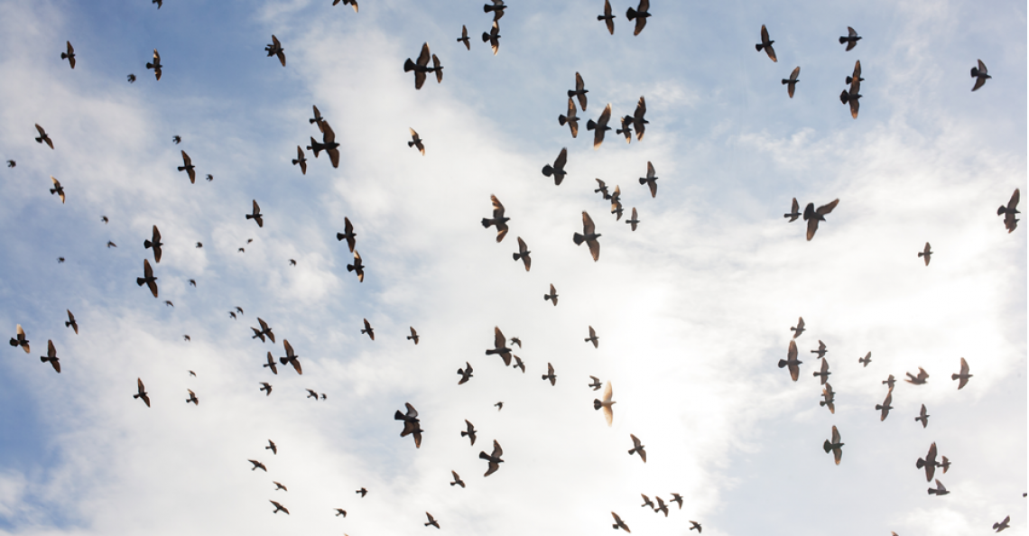 Vogels groter gevaar voor luchtvaart dan drones