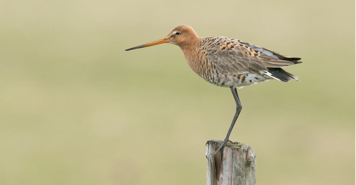Drones helpen bedreigde weidevogels in Brabant