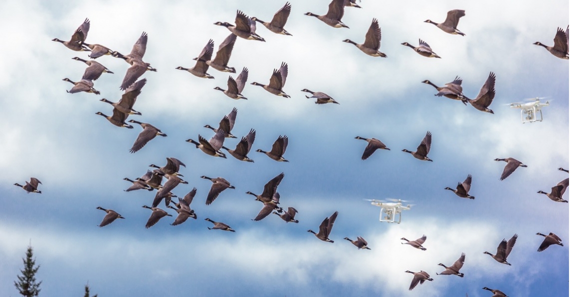 Ganzen in Koblenz worden verjaagd door drones