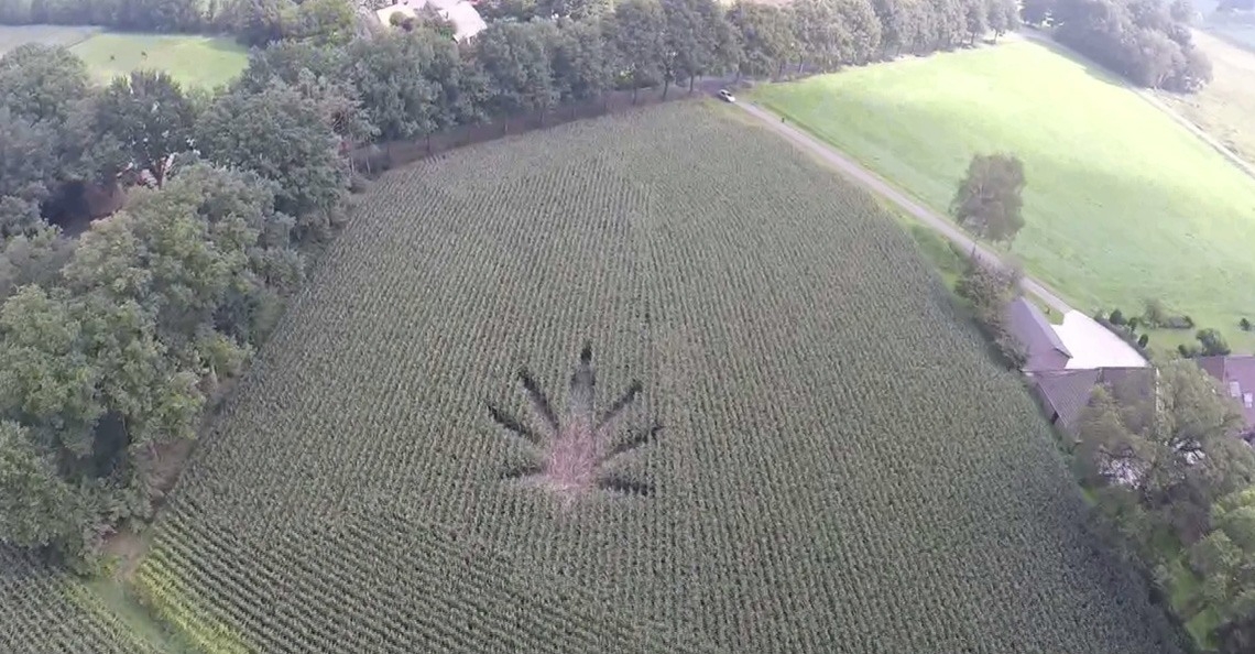 ChristenUnie Gelderland wil drones inzetten tegen hennepteelt