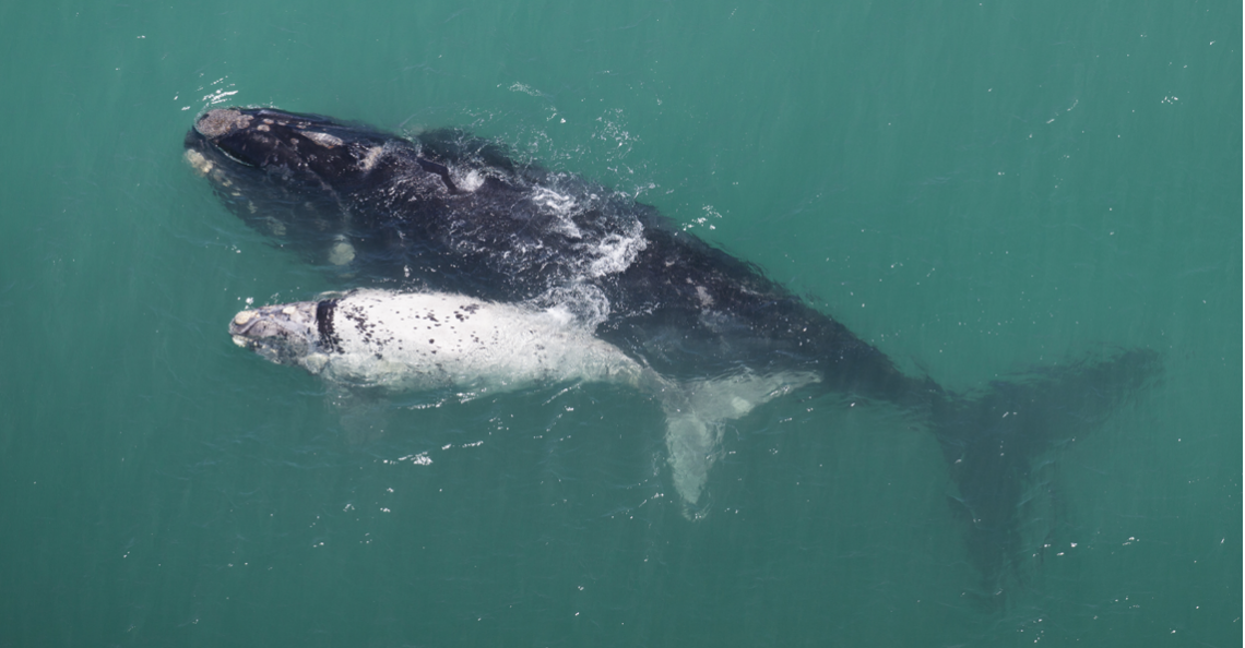 Drone filmt zeldzame beelden van witte baby walvis en moeder