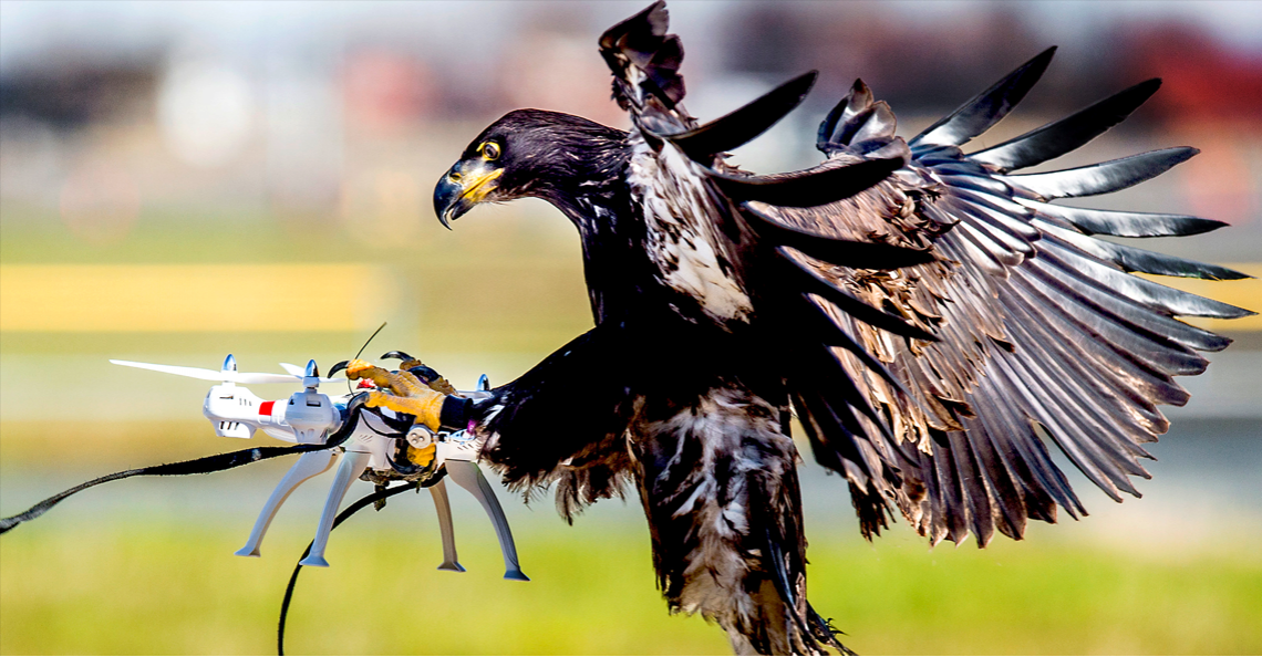 Partij voor de Dieren tegen inzet anti-drone roofvogels 