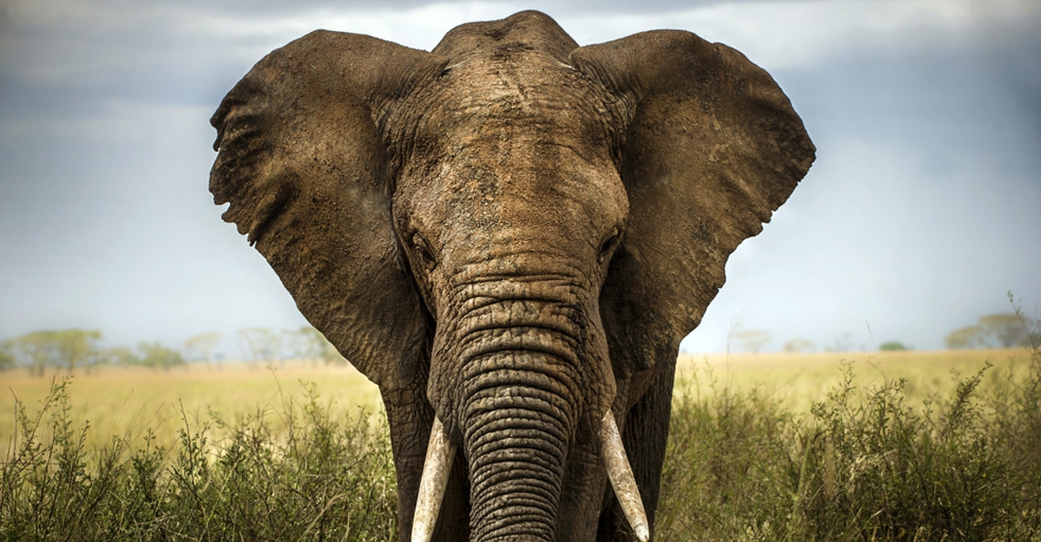 Dronepiloten redden olifant uit waterput