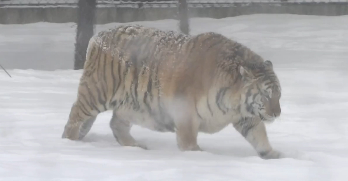 Dikke Siberische tijgers halen drone uit de lucht