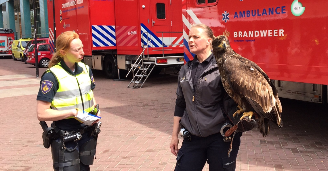 Zeearend beschermt voetbalsupporters Feyenoord tegen drones