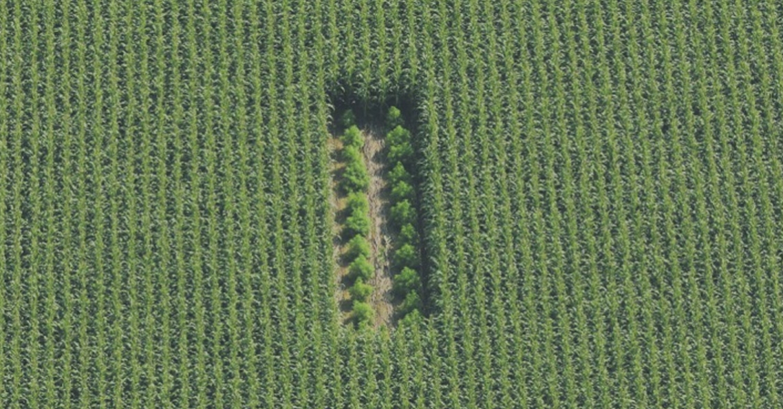 Limburgse boeren gebruiken drone voor opsporing illegale wietplantages