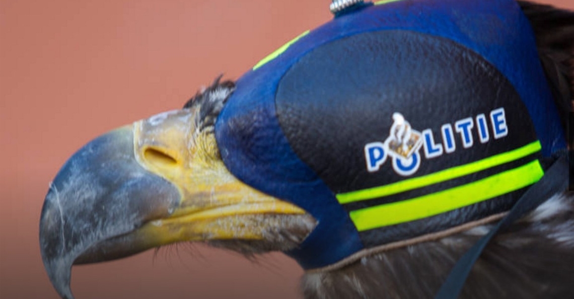 Nederlandse roofvogel beschermt NAVO-top tegen drones