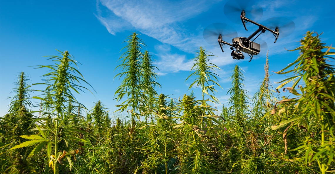 Drones zoeken wiet in Limburgse gewassen