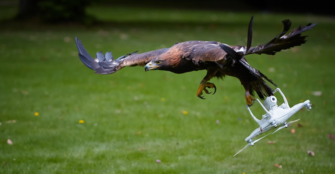 Politie stopt met inzet anti-drone roofvogels