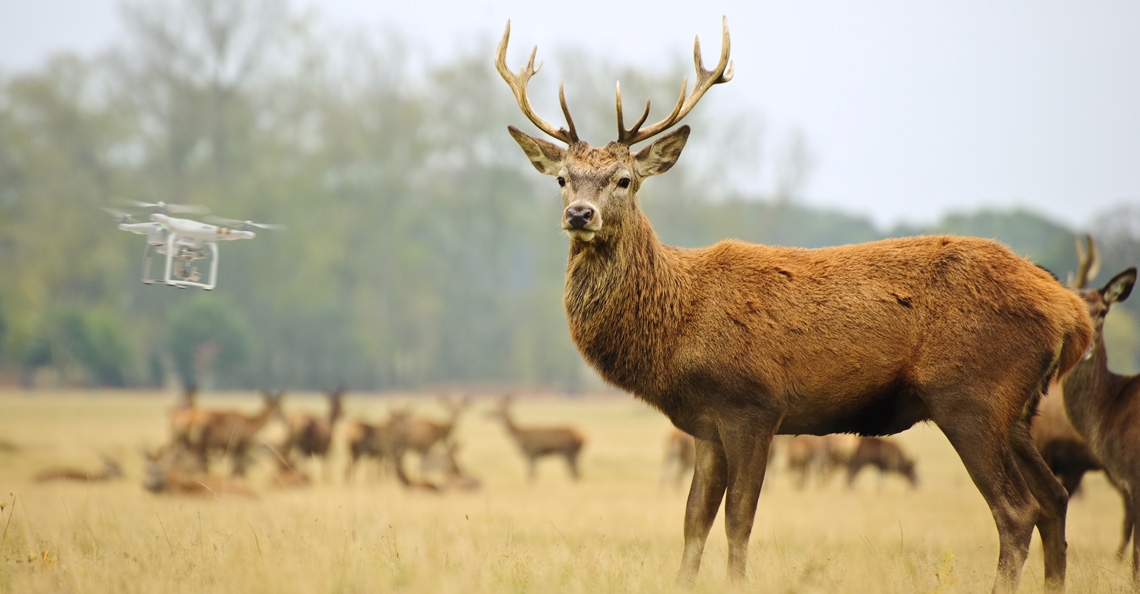 Drones verboden boven Oostvaardersplassen tijdens afschieten herten