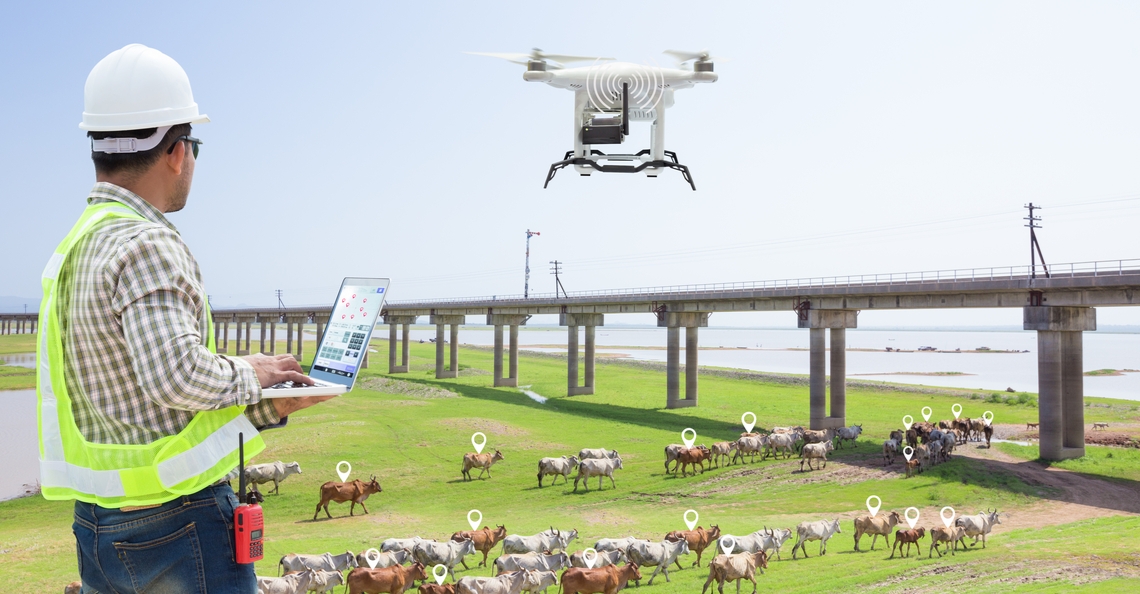 Drones monitoren gezondheid van Amerikaans vee
