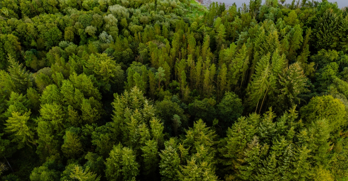 Flash Forest wil 1 miljard bomen planten met drones