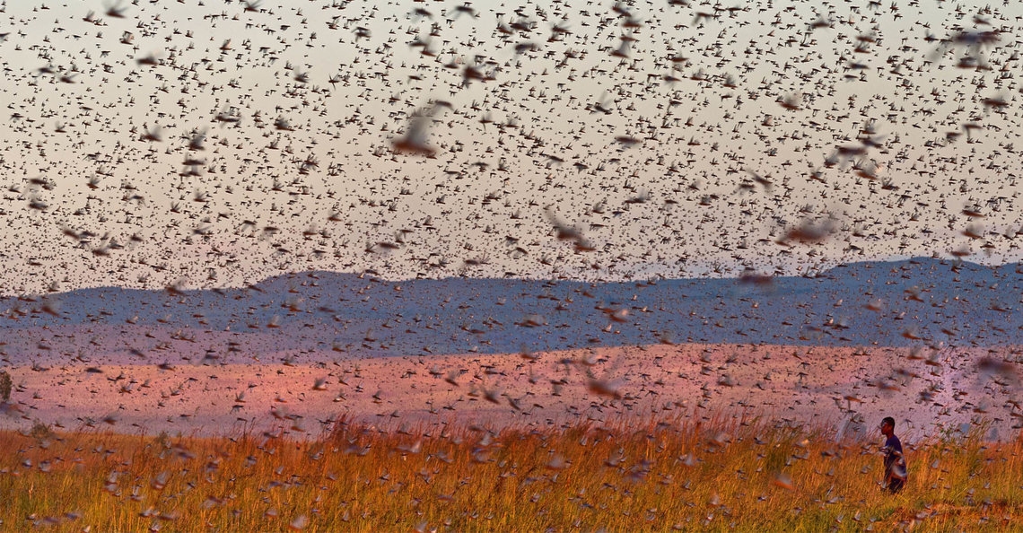 Mauritanië zet drones in tegen sprinkhanenplaag