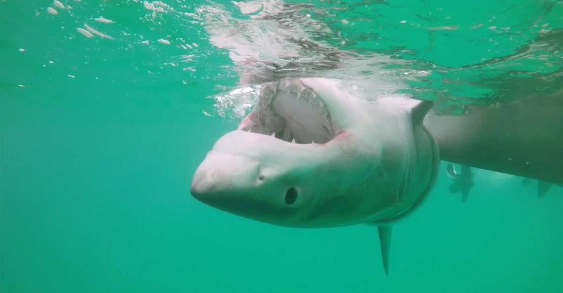 New South Wales investeert miljoenen in drones die haaien spotten