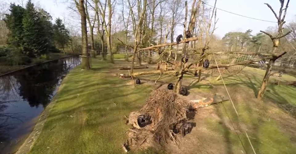 Chimpansees haalden drone met voorbedachten rade neer