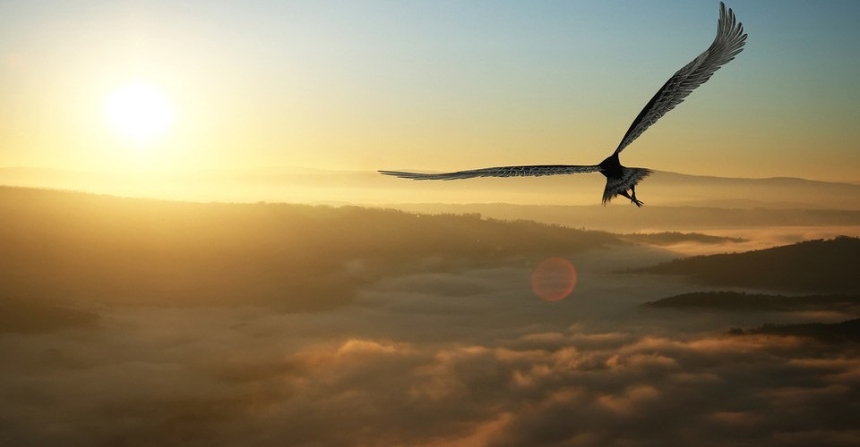 DARPA wil drones bouwen met eigenschappen roofvogels