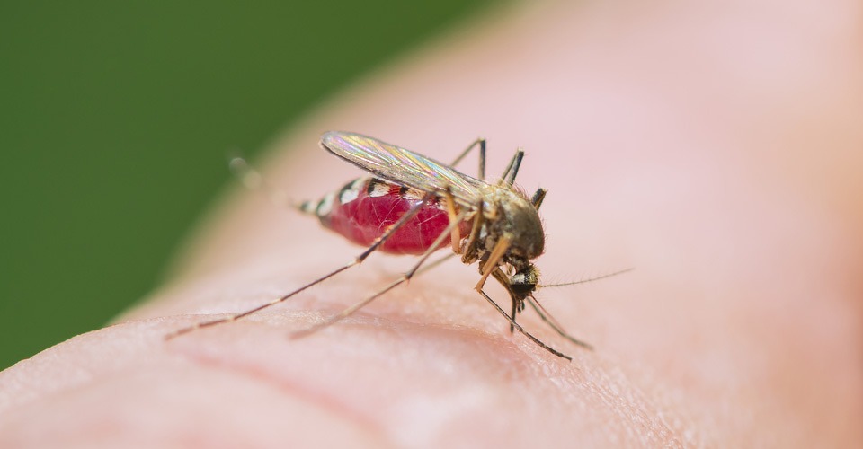 Drones bestrijden muggen in Florida Keys