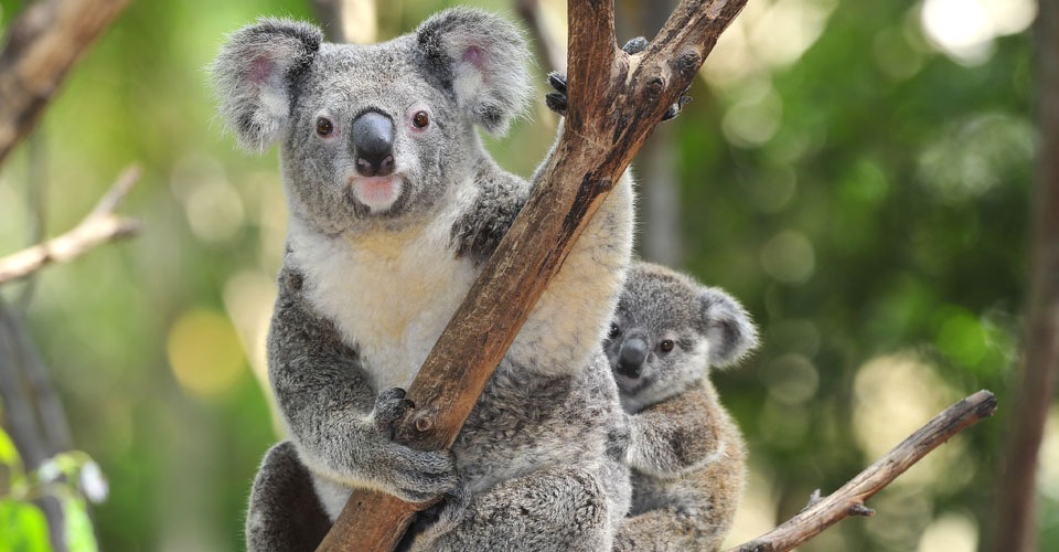 Drones beschermen bedreigde koala's in Australië