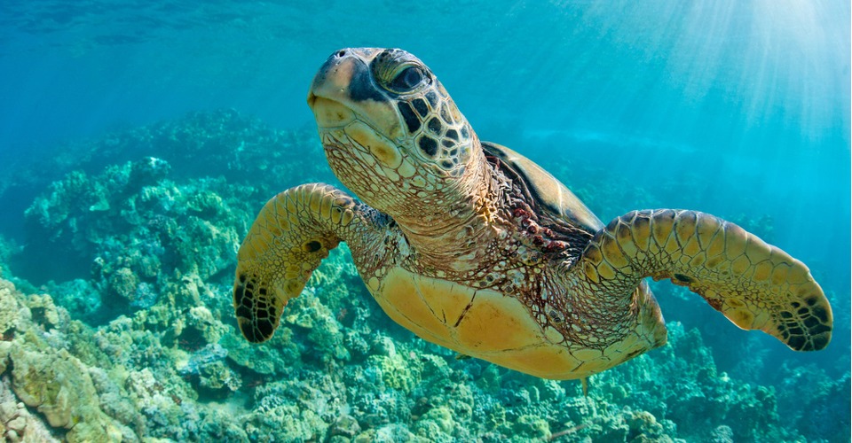Drones helpen bij behoud broedplaats groene zeeschildpadden
