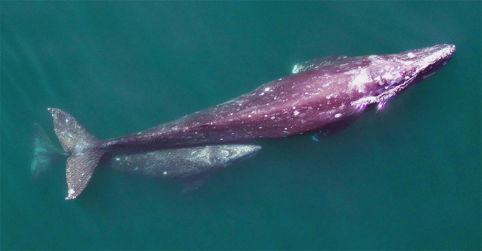 Drones spelen belangrijke rol in telling grijze walvissen