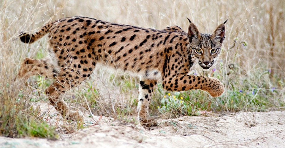 Drones moeten uitsterven Iberische Lynx voorkomen