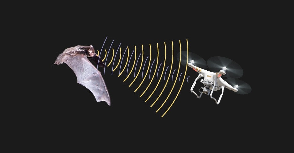 Autonoom vliegende drones door vleermuizen te bestuderen