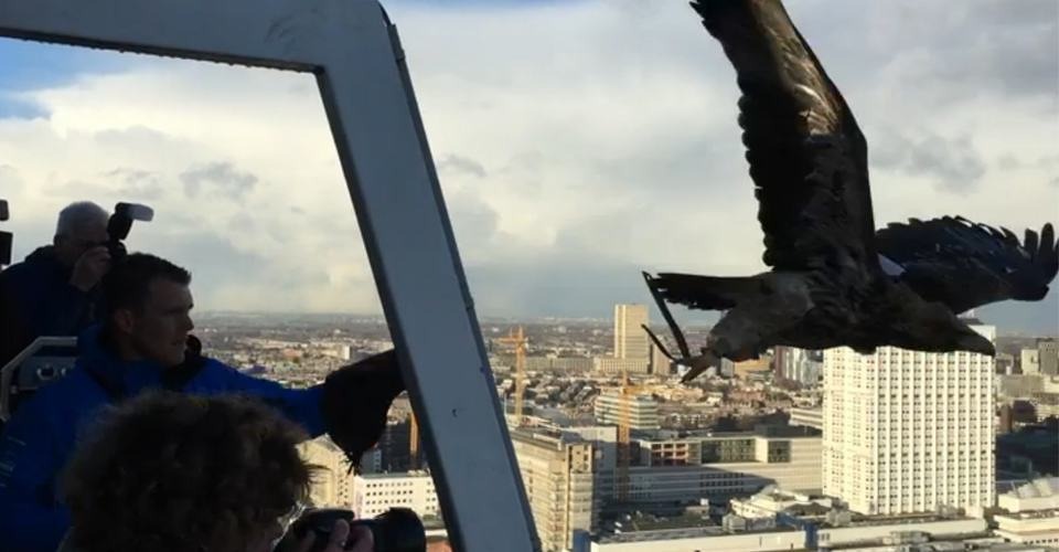 Zeearend Darshan duikt met 4K camera van Rotterdam Euromast