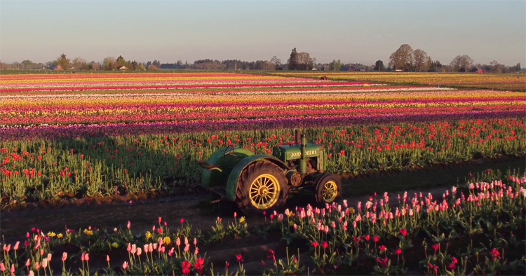 Drone filmt tulpenboerderij Oregon