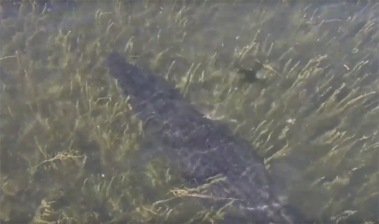 Krokodil probeert drone aan te vallen