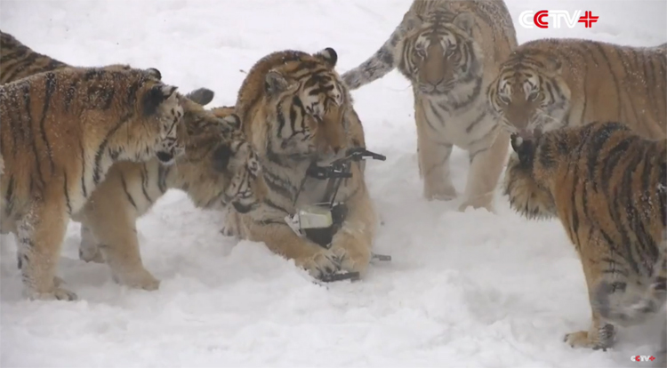 Dikke Siberische tijgers halen drone uit de lucht