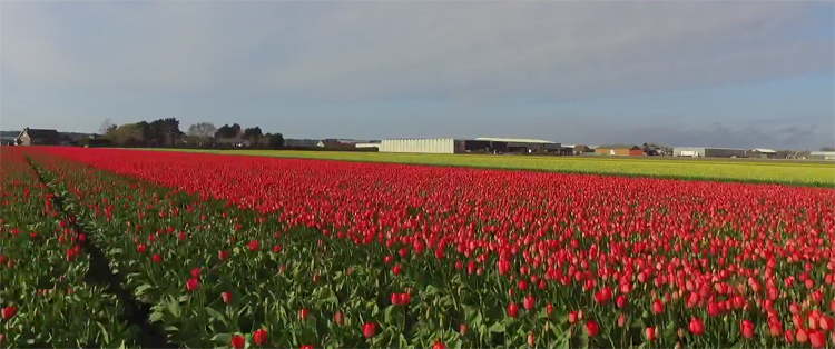 Bollenvelden bij Noordwijkerhout met gefilmd met DJI Phantom 3 Standard