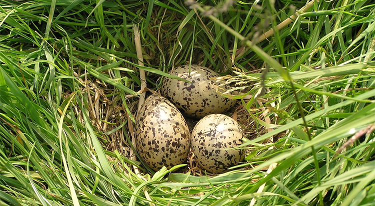 Weidevogeldrones beschermen vogelnesten komend