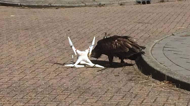 Nederlandse roofvogel beschermt NAVO-top tegen drones