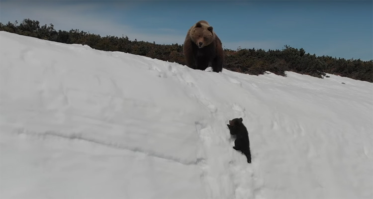 Babybeer glijdt van berg doordat moederbeer schrikt van drone