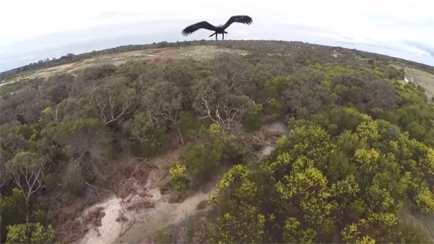 adelaar-valt-drone-aan-australie-crash
