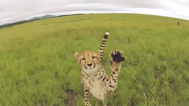 cheetah-vs-drone-quadcopter-zuid-afrika