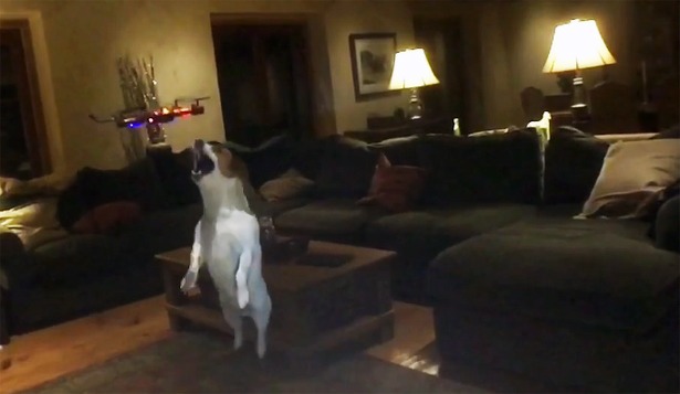 doolin_drone_hater_jack_russel