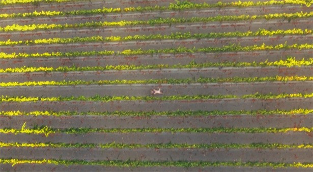 drone-boning-drones-video drone-boning-drones-video