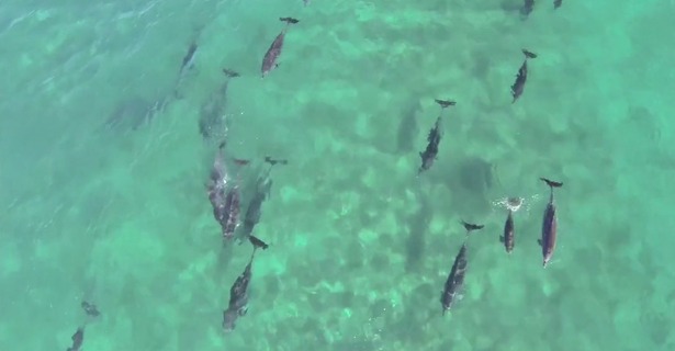 dronevideo_dolfijnen_midnorthcoast_australie