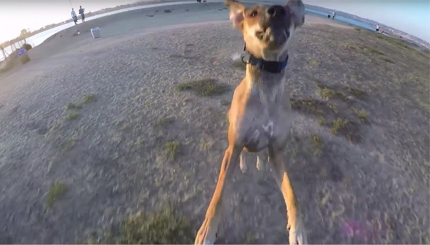 hond-jaagt-op-drone-615x350