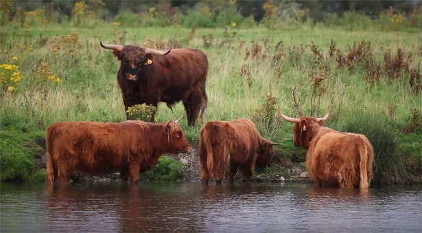 natuurfilm-met-timelaps-en-drone-beelden