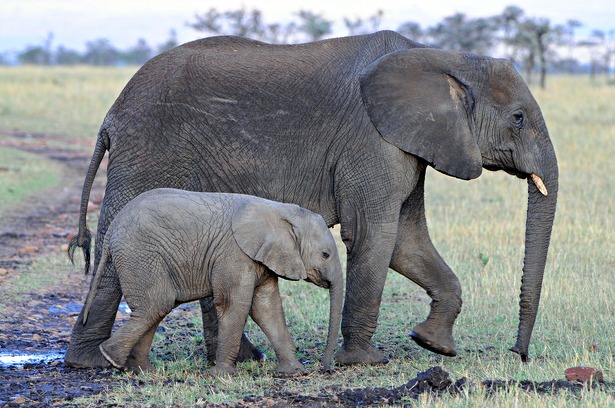 olifanten-in-het-wild