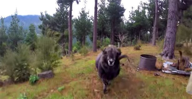 ram-kopt-drone-uit-de-lucht-spionage