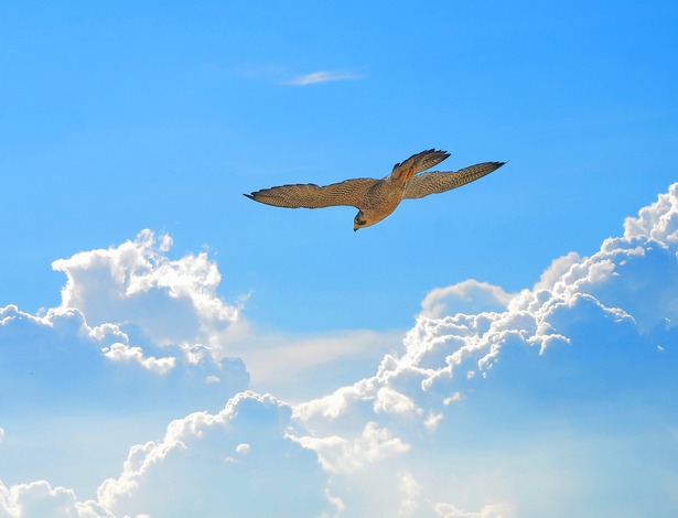 roofvogel-lucht-vliegen