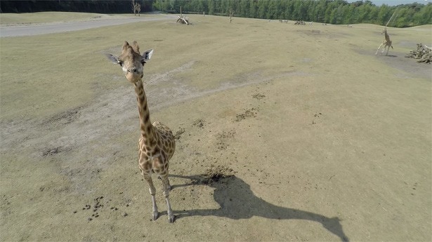 safaripark-beekse-bergen-giraf-nek-wout-van-der-wouw-luchtopnames-quadcopter-drone