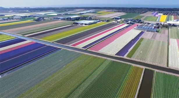 tulpen-hyacynten-drones-bloemvelden-lisse