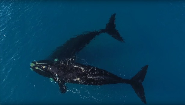 walvis-dave-price-jamien-hudson-wale-drone-drones-quadcopter-2015-615x350